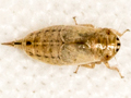 Doratura stylata